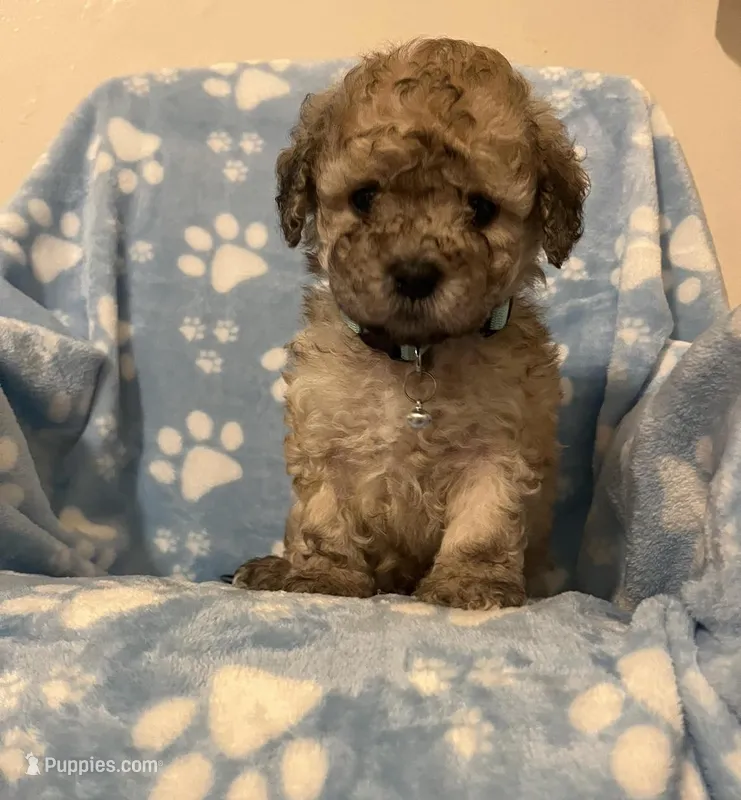 Yoyo – Maltipoo puppy for sale in Beverly Hills, CA