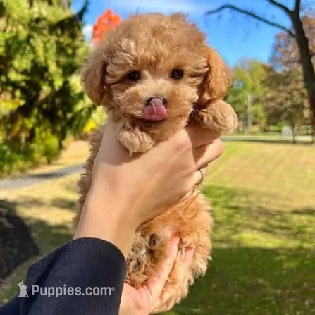Richard  – Poodle - Toy  puppy for sale in Beverly Hills, CA