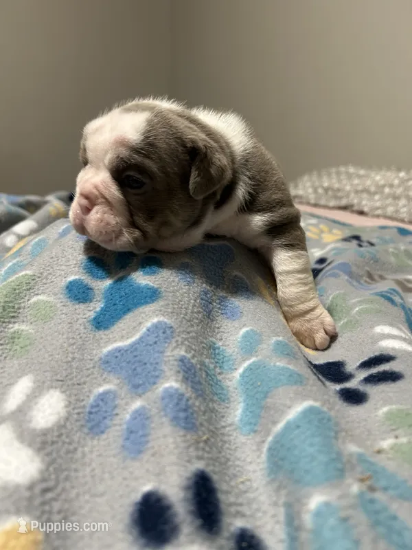 Dotty – English Bulldog puppy for sale in Paynesville, MN