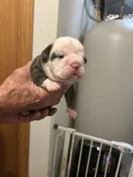 Betty, a female English Bulldog for sale in Paynesville, MN – 1 of 6