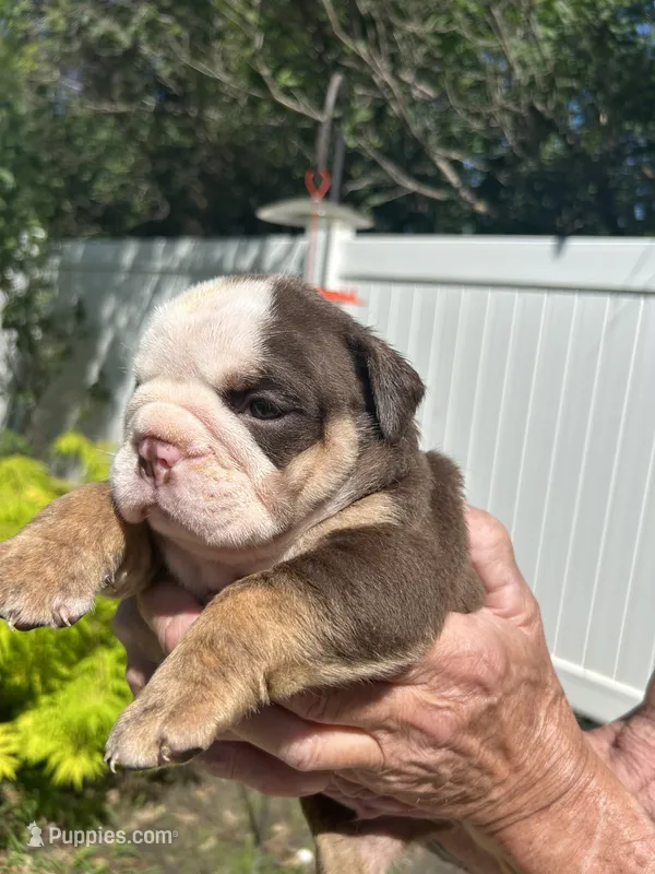 Dozer – English Bulldog puppy for sale in Paynesville, MN