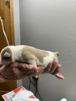 Spot, a male English Bulldog for sale in Paynesville, MN – 3 of 3