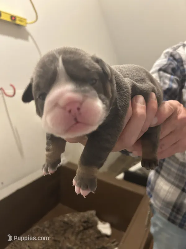 Millie – English Bulldog puppy for sale in Paynesville, MN