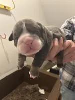 Millie, a female English Bulldog for sale in Paynesville, MN – 1 of 5