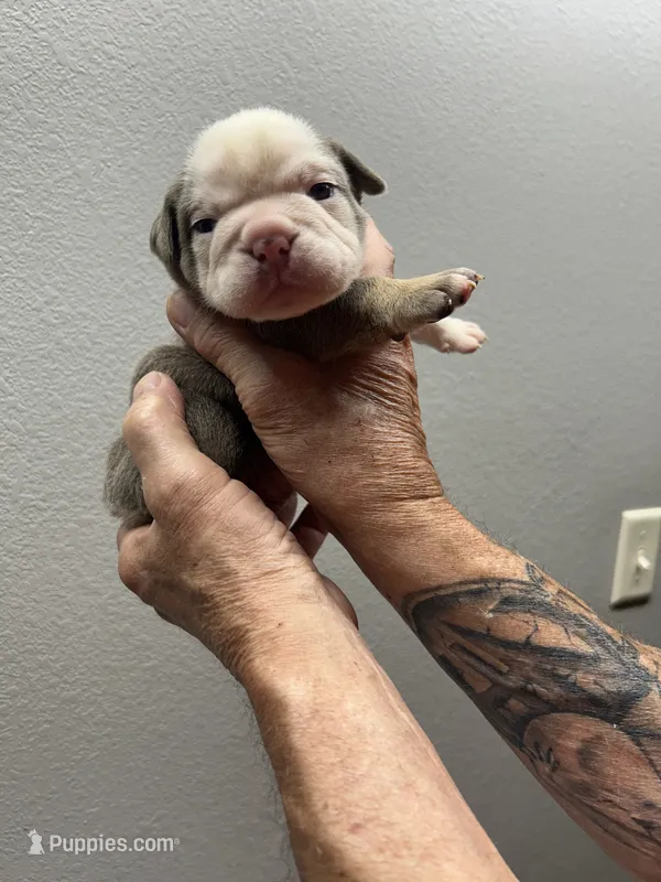 Silver – English Bulldog puppy for sale in Paynesville, MN