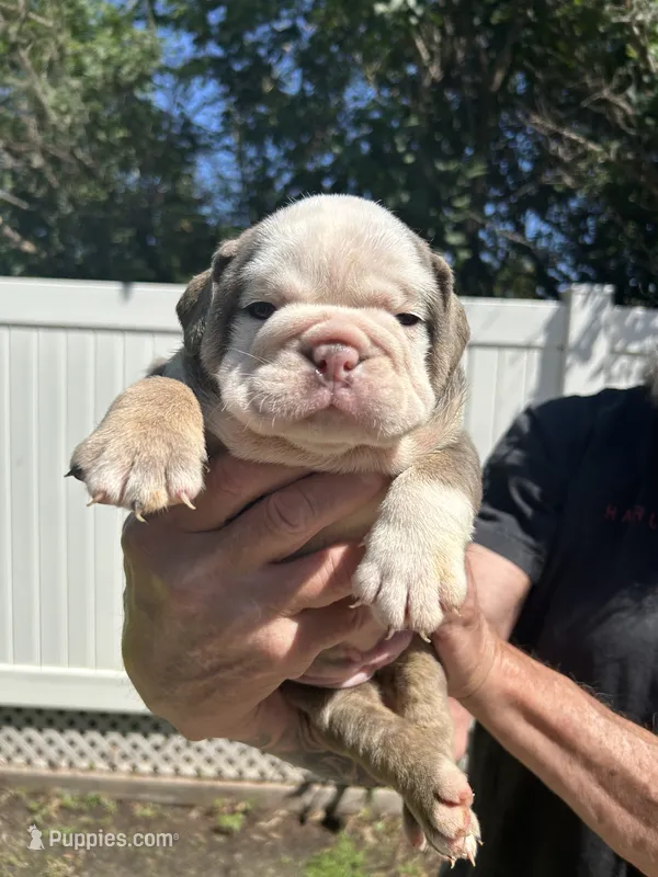 Bertha – English Bulldog puppy for sale in Paynesville, MN