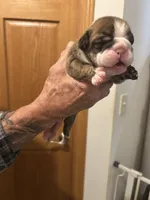 Tiger, a female English Bulldog for sale in Paynesville, MN – 2 of 5