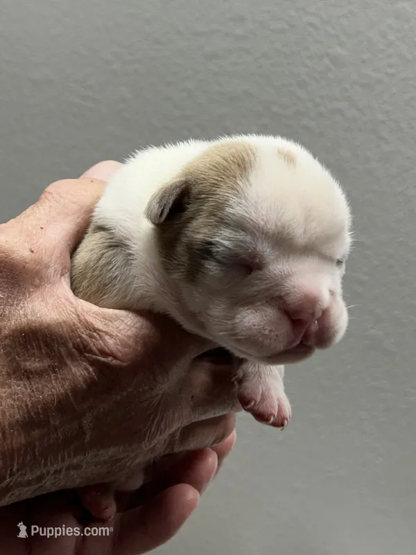 Spot – English Bulldog puppy for sale in Paynesville, MN