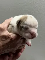 Spot, a male English Bulldog for sale in Paynesville, MN – 1 of 3