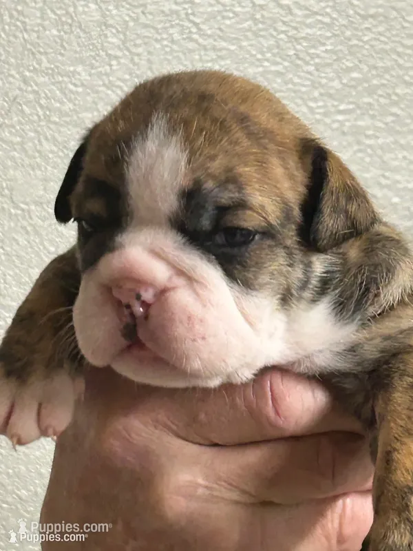 Tiger – English Bulldog puppy for sale in Paynesville, MN