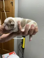 Mongo, a male English Bulldog for sale in Paynesville, MN – 3 of 3