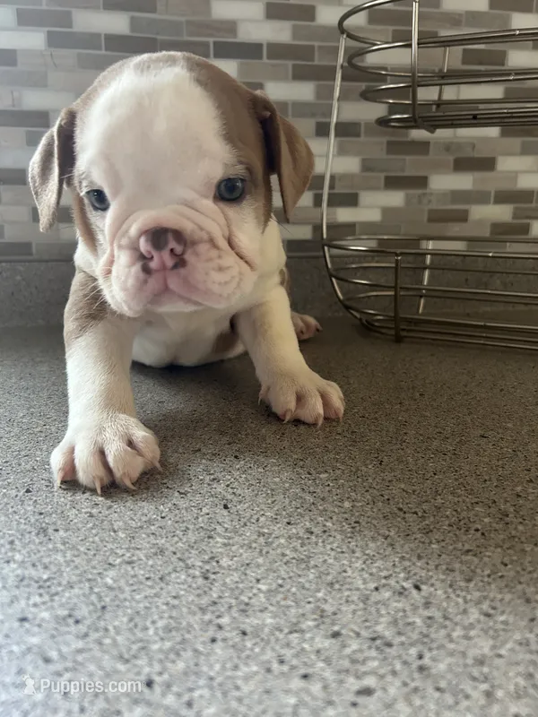 Spot – English Bulldog puppy for sale in Paynesville, MN