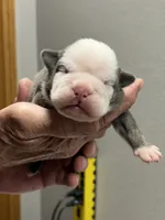 Silver, a female English Bulldog for sale in Paynesville, MN – 3 of 3