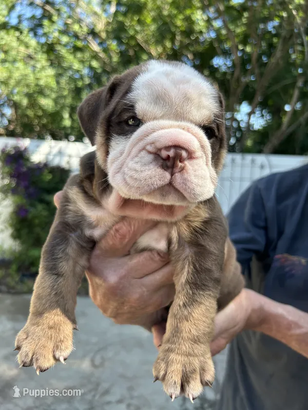 Dozer – English Bulldog puppy for sale in Paynesville, MN