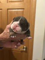 Millie, a female English Bulldog for sale in Paynesville, MN – 3 of 5