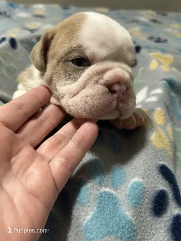 Mongo – English Bulldog puppy for sale in Paynesville, MN