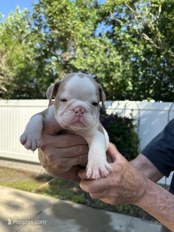 Spot – English Bulldog puppy for sale in Paynesville, MN