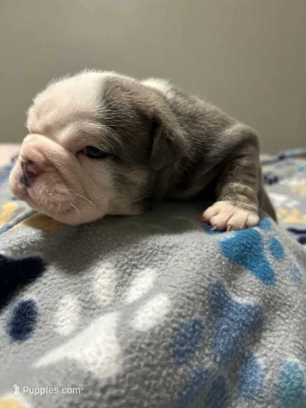 Silver – English Bulldog puppy for sale in Paynesville, MN