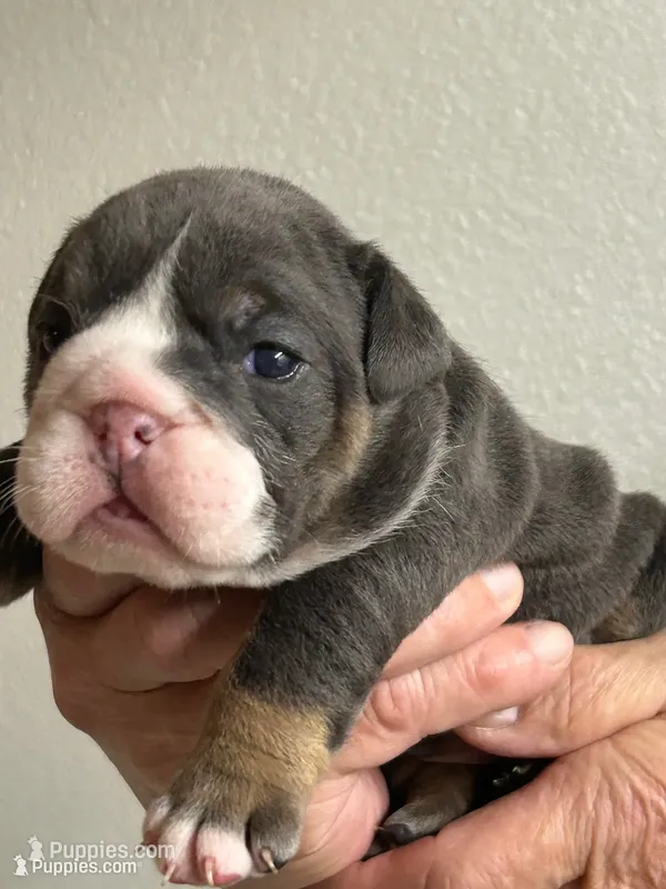 Millie – English Bulldog puppy for sale in Paynesville, MN