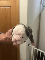 Betty, a female English Bulldog for sale in Paynesville, MN – 4 of 6