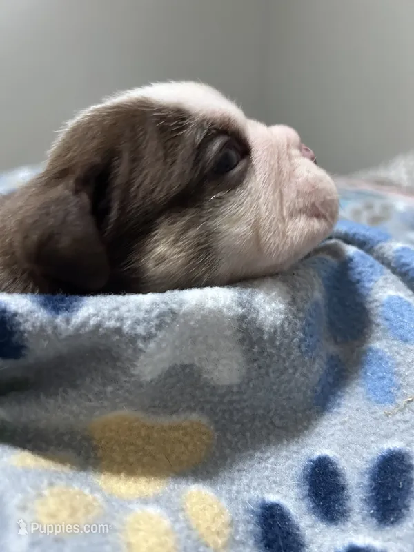 Dozer – English Bulldog puppy for sale in Paynesville, MN