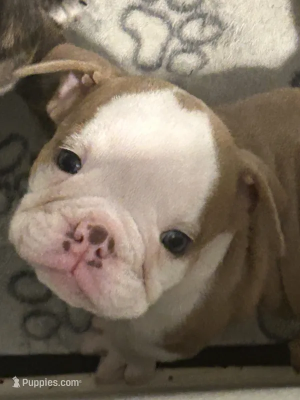 Spot – English Bulldog puppy for sale in Paynesville, MN