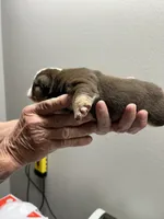 Dozer, a male English Bulldog for sale in Paynesville, MN – 2 of 3