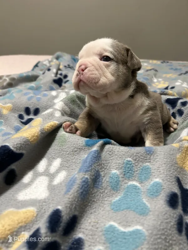 Bertha – English Bulldog puppy for sale in Paynesville, MN
