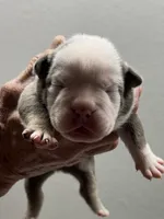 Bertha, a female English Bulldog for sale in Paynesville, MN – 2 of 3