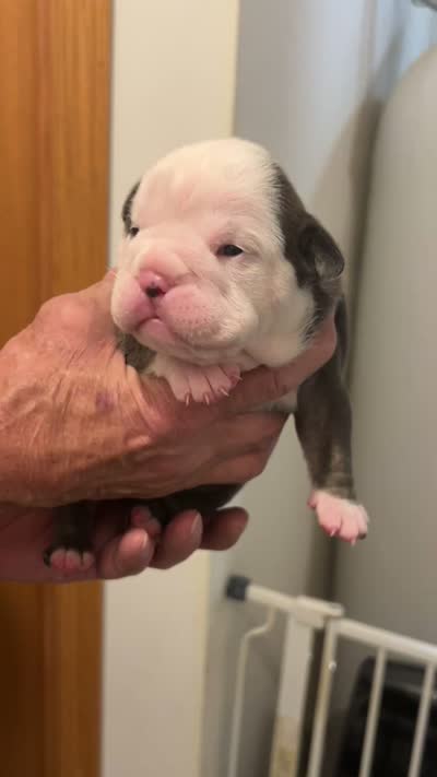 Betty, a female English Bulldog for sale in Paynesville, MN – 6 of 6