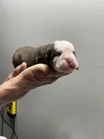 Dozer, a male English Bulldog for sale in Paynesville, MN – 1 of 3