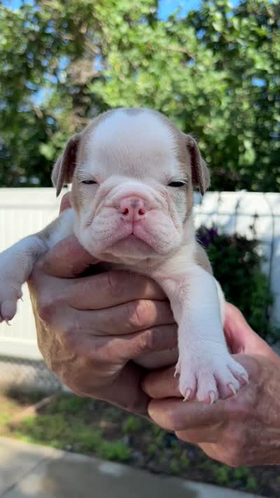 Spot, a male English Bulldog for sale in Paynesville, MN – 2 of 2