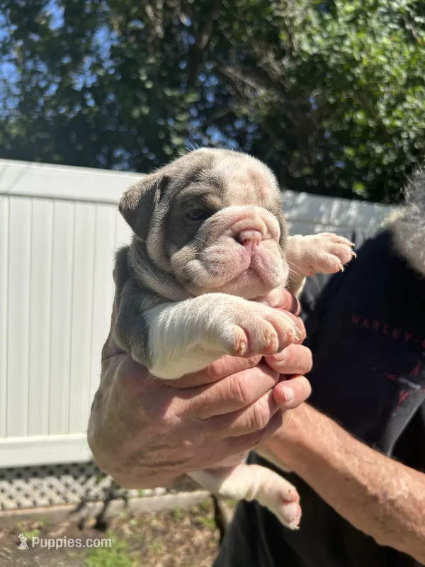 Dotty – English Bulldog puppy for sale in Paynesville, MN