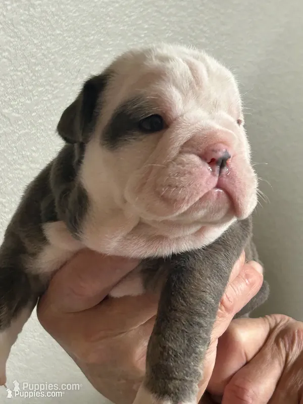Betty – English Bulldog puppy for sale in Paynesville, MN