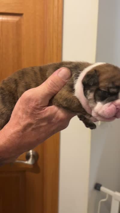 Tiger, a female English Bulldog for sale in Paynesville, MN – 5 of 5