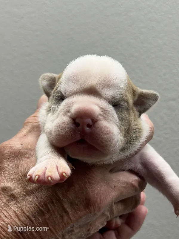 Mongo – English Bulldog puppy for sale in Paynesville, MN