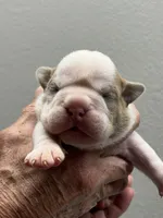 Mongo, a male English Bulldog for sale in Paynesville, MN – 1 of 3