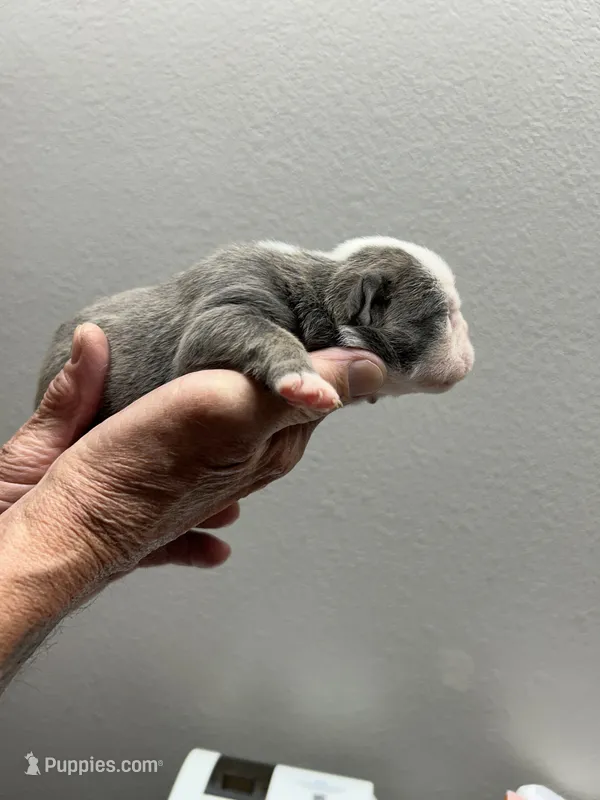 Silver – English Bulldog puppy for sale in Paynesville, MN