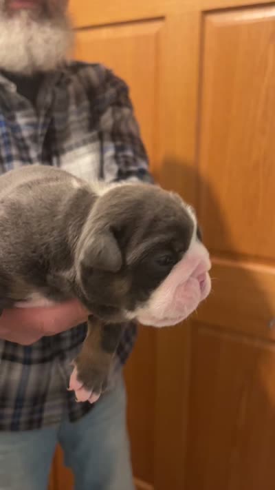 Millie, a female English Bulldog for sale in Paynesville, MN – 5 of 5
