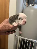 Betty, a female English Bulldog for sale in Paynesville, MN – 3 of 6