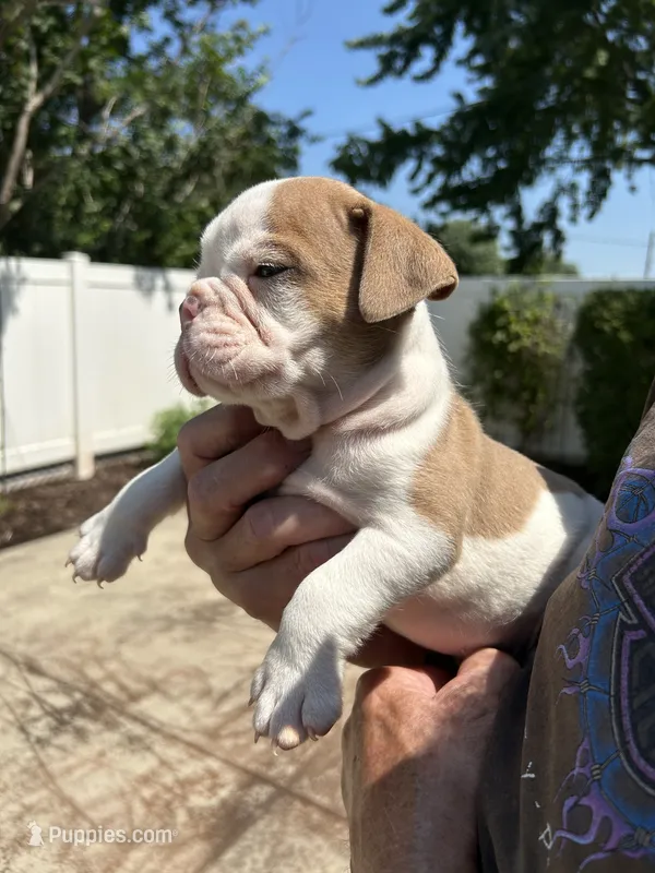 Spot – English Bulldog puppy for sale in Paynesville, MN
