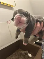 Millie, a female English Bulldog for sale in Paynesville, MN – 2 of 5