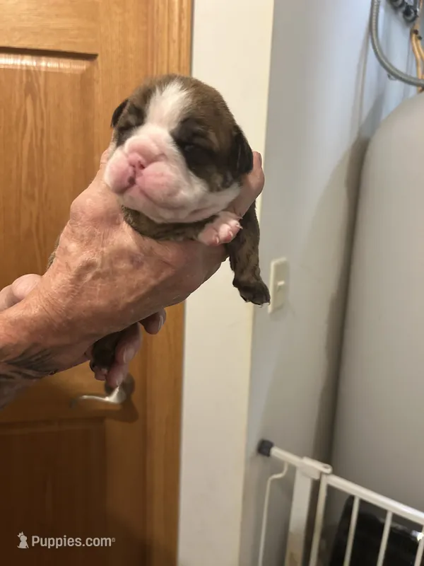 Tiger – English Bulldog puppy for sale in Paynesville, MN