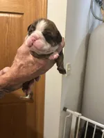 Tiger, a female English Bulldog for sale in Paynesville, MN – 1 of 5