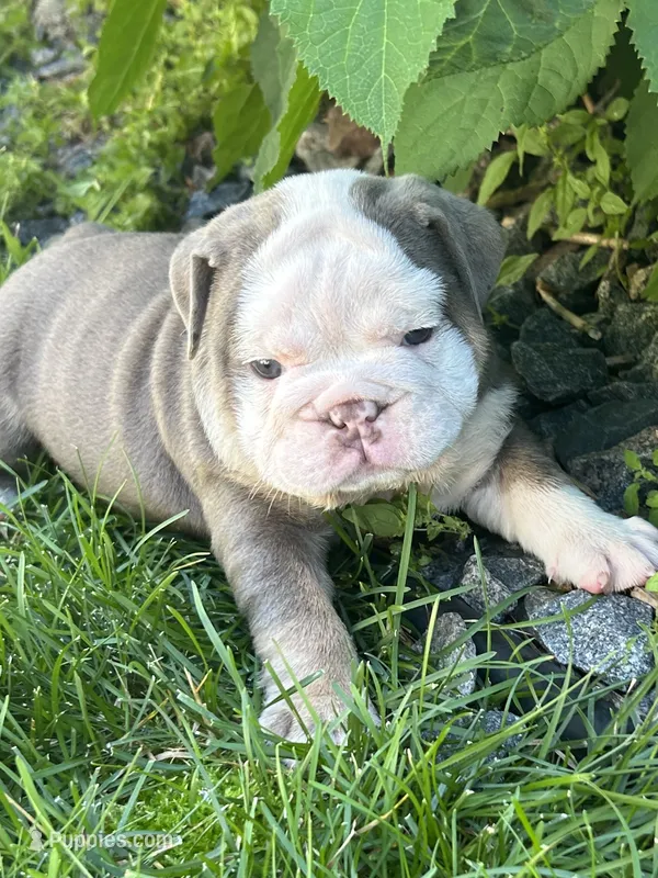 Bertha – English Bulldog puppy for sale in Paynesville, MN