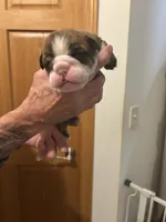 Tiger, a female English Bulldog for sale in Paynesville, MN – 4 of 5