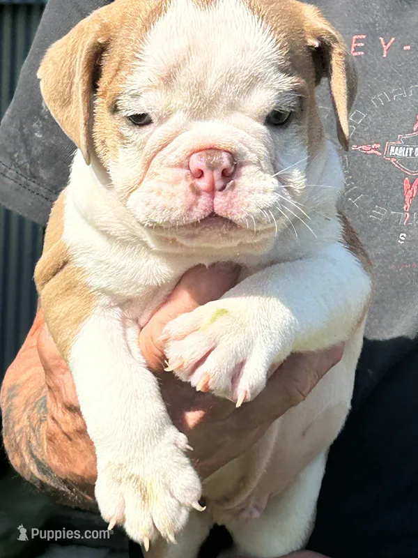 Spot – English Bulldog puppy for sale in Paynesville, MN