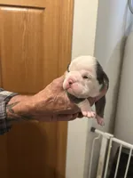 Betty, a female English Bulldog for sale in Paynesville, MN – 2 of 6