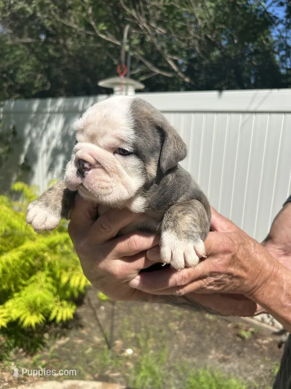 Silver – English Bulldog puppy for sale in Paynesville, MN