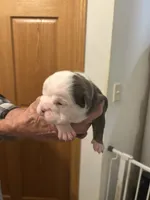Betty, a female English Bulldog for sale in Paynesville, MN – 5 of 6